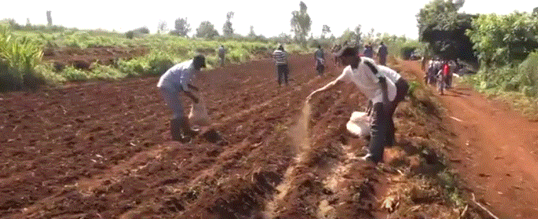 Rwamagana: Abahinzi bahize guhangana n’ibura ry’ibishimbo ku isoko