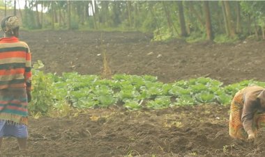 Rubavu: Hari abahinzi bavuga ko bahinze bakabura imbuto ya Hybrid