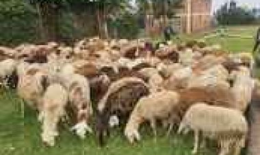 Bahisemo kudacuruza inyama z'intama kuko batabona abazigura