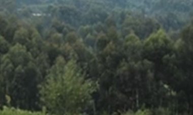 Kinigi: Babangamiwe no kuba hari imibiri y’abatutsi biciwe mu mashyamba ya Parike itaraboneka