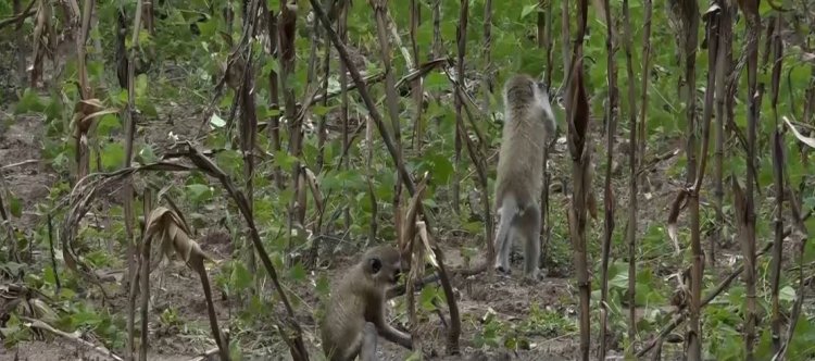 Huye: Babangamiwe n'inkende n'ingeragere zibonera imyaka