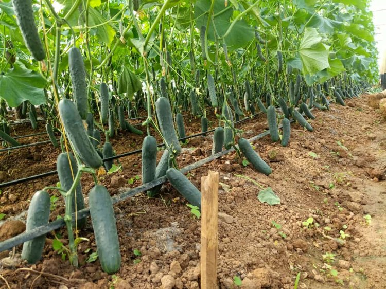 Urubyiruko rukora ubihinzi ruri guhuzwa n'amaresitora yakira abashyitsi mu Rwanda