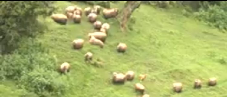 Iburasirazuba: Ntiborora intama kuko bibagora kandi nta barya imyana zazo