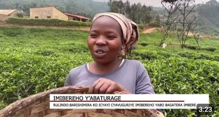 RULINDO: Abahinga n'abasoroma icyayi bemeza ko kimaze kubateza imbere