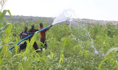 Bugesera: Barasaba kongera ubuso bwuhirwa kuko izuba rituma barumbya