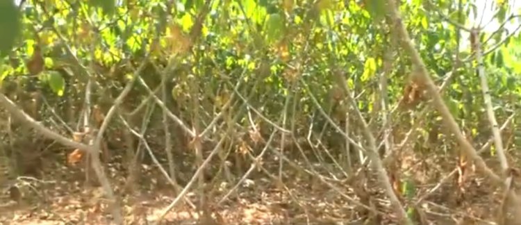 Kayonza: Batewe impungenge nuko bashobora kuzaburira isoko umusaruro w'inyumbati