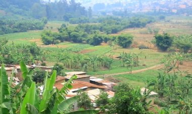 Kigali: Abaturiye ibishanga bahangayikishijwe n'imibu yiyongera