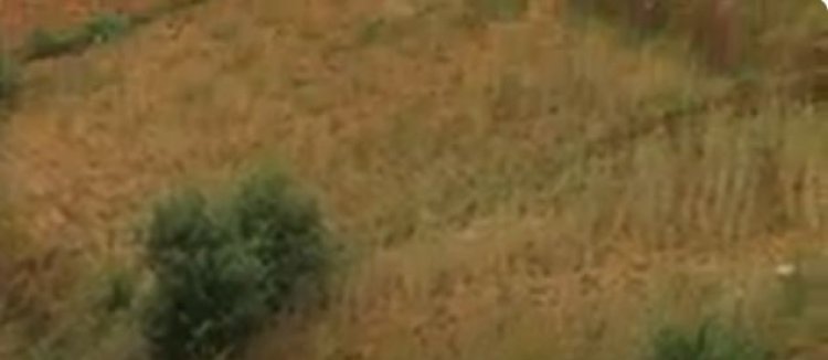 BURERA: Barataka igihombo batewe n’izuba ryabiciye imyaka