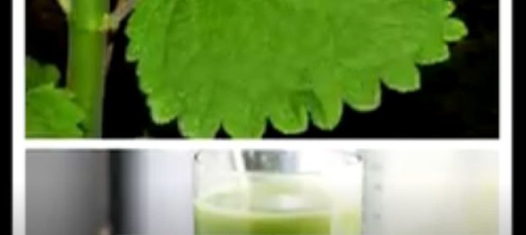 Ababyeyi babyaye n’abonsa barasabwa kutivurisha imiti gakondo irimo ibyatsi