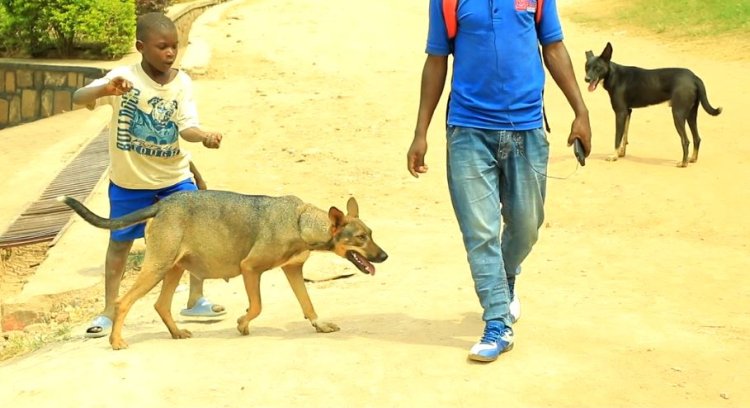 Kurumwa n'imbwa ntiwihutire kujya kwa muganga bishobora kugeza ku rupfu