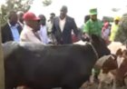 Rwamagana: Barasabira abafata nabi inka za Girinka kuzamburwa