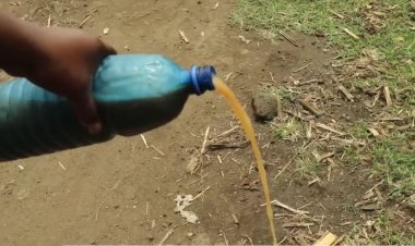 Rubavu: Baratabariza abaturage bari kunywa ibisindisha byagenewe ingurube