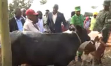 Rwamagana: Barasabira abafata nabi inka za Girinka kuzamburwa