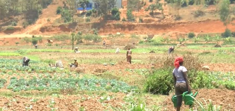 Abanyarwanda bafite impungenge ku ibura ry’umusaruro w’ibihingwa ngandurarugo