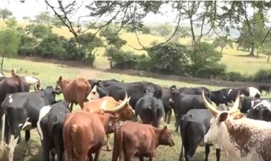 Kayonza: Aborozi b'inka barasaba gufashwa kuhira ubwatsi