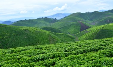 Abahinzi b'icyayi baracyahura n'imbogamizi mu buhinzi bwabo