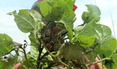 Rutsiro: Bahangayikishijwe n'udusimba turi kwangiza imyaka mu mirima ikaraba