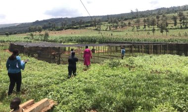 Kayonza: Abahinzi b’ibigori barasaba kubakirwa ubwanikiro bunini ndetse n’ubuhunikiro