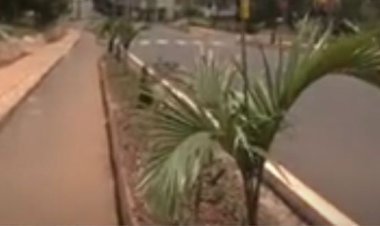 Rwamagana: Baribaza impamvu mu mijyi haterwa imikindo gusa