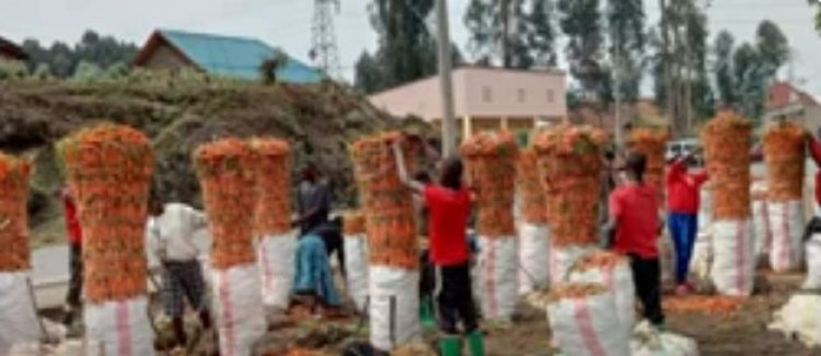 RUBAVU: Abahinga karoti barataka igihombo cyatewe no kubura amasoko