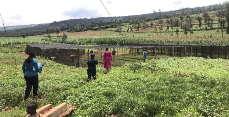 Kayonza: Abahinzi b’ibigori barasaba kubakirwa ubwanikiro bunini ndetse n’ubuhunikiro