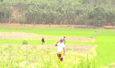 Kayonza: Idamu yadindiye irimo guhombya abahinzi b'umuceri