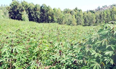 Ruhango: Uruganda rudakora neza rukomeje guhombya abahinzi b'imyumbati