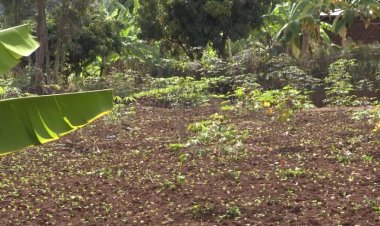 Abahinzi barataka ibihombo baterwa n’imihindagurikire y’ibihe