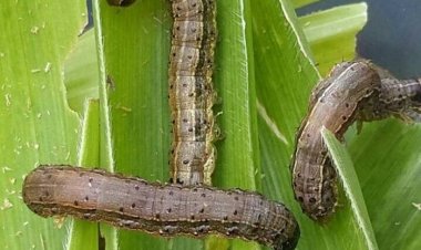 Nyanza: Ubuhinzi bw'ibigori bwibasiwe na nkongwa, abahinzi baratabaza