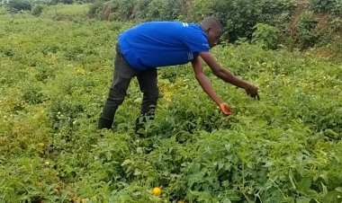 Bugesera: Urubyiruko rukora ubuhinzi rwiteje imbere ariko bafite ikibazo cy'ibikoresho byo kuhira