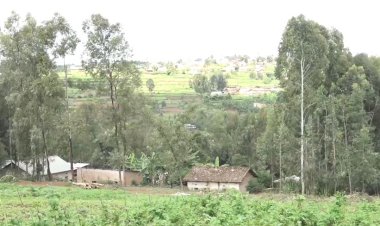 Huye: Babangamiwe n'abatera amashyamba hagati mu baturage akaba indiri y'amabandi