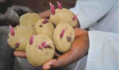 Musanze: Kubera imbuto y'ibirayi yahenze hari abagombaga kubihinga bahinze ibigori