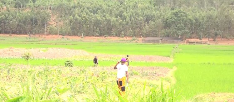 Kayonza: Idamu yadindiye irimo guhombya abahinzi b'umuceri
