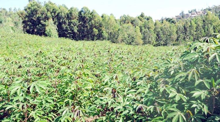 Ruhango: Uruganda rudakora neza rukomeje guhombya abahinzi b'imyumbati