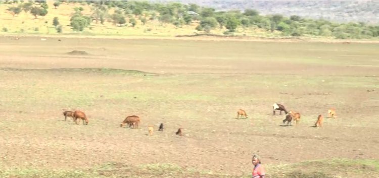 Kayonza: Idamu yarakamye umuceri ubura amazi uhabwa inka