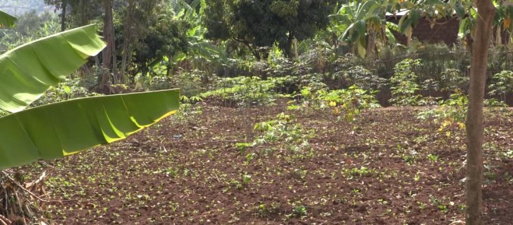 Abahinzi barataka ibihombo baterwa n’imihindagurikire y’ibihe
