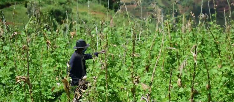 Amajyepfo: Abahinzi babangamiwe n'indwara ya " Muhuha" yibasiye imyaka