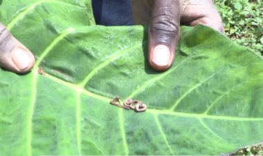 Abahinzi baratabaza leta kubashakira umuti w'udusimba tubariria imyaka