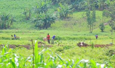 Rusizi: Abahinzi barasaba amahugurwa ngo beze umusaruro wujuje ubuziranenge