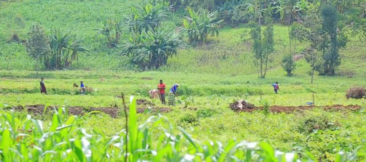 Rusizi: Abahinzi barasaba amahugurwa ngo beze umusaruro wujuje ubuziranenge