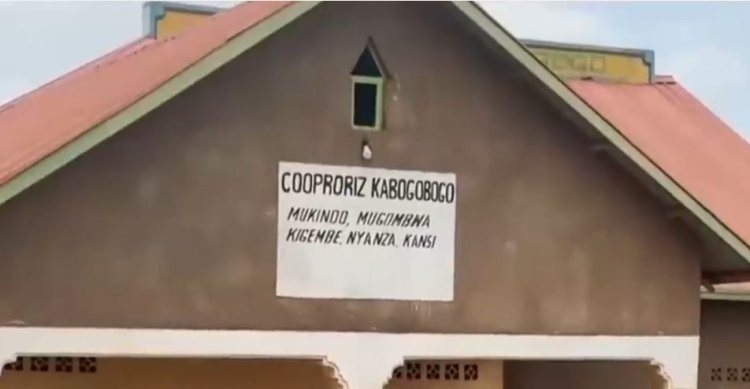 Gisagara: Barasaba imbuga zo kwanikaho umuceri basarura