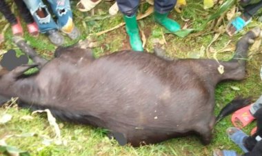 Musanze: Batewe impungenge z’uko haba hari imbogo zikiri mu baturage