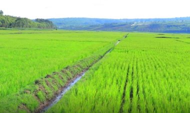 Rwamagana: Abahinzi b’umuceri barataka kutagira imbuga zo kwanikaho