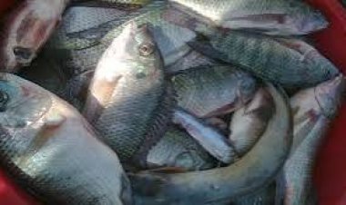 Nyamasheke: Abaturiye ikiyaga cya Kivu babangamiwe n’igiciro cy’amafi kiri hejuru