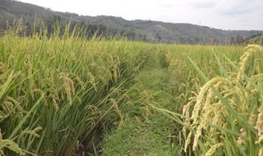 Ubuziranenge bucye bw'umuceri uhingwa mu Rwanda buri mu bituma ubura isoko