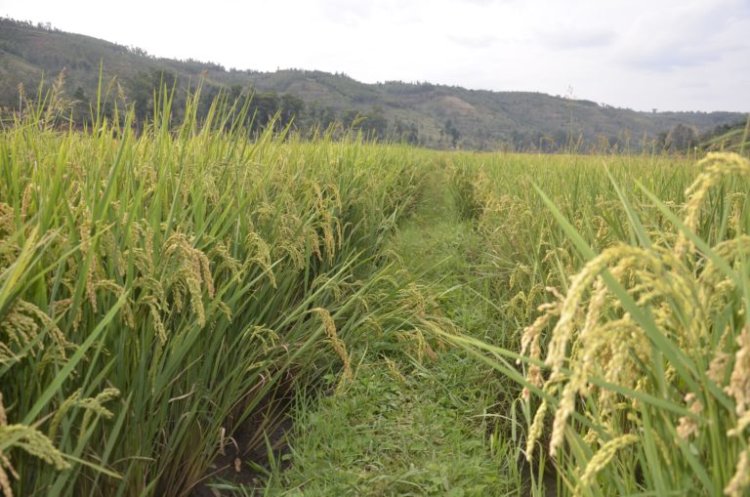 Ubuziranenge bucye bw'umuceri uhingwa mu Rwanda buri mu bituma ubura isoko