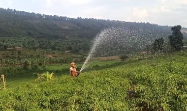 Ingufu z'imirasire y'izuba mu kuhira ibihingwa zabaye igisubizo ku bahinzi