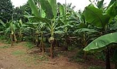 Amajyepfo: Barasaba insina zijyanye n’igihe zabafasha kuvugurura ubuhinzi bw’urutoki