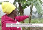 Gisagara: Kudaheranwa n'agahinda byabafashije kwiyubaka batera imbere