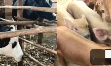 Aborozi b'inka n'ingurube baravuga ko kugana ubwishingizi byabarinze ibihombo